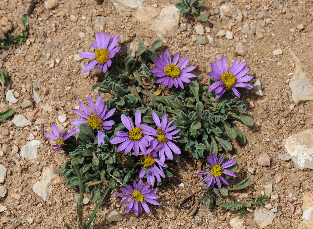 Wyoming Townsend Daisy colorful alpine flowers